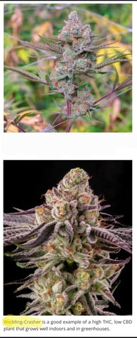 "Wedding Crasher"  Grow#2 — germination, day 12