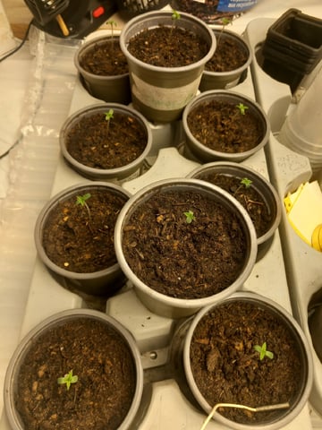 Critical Feminisiert Ganjafarmer  — germination, day 6