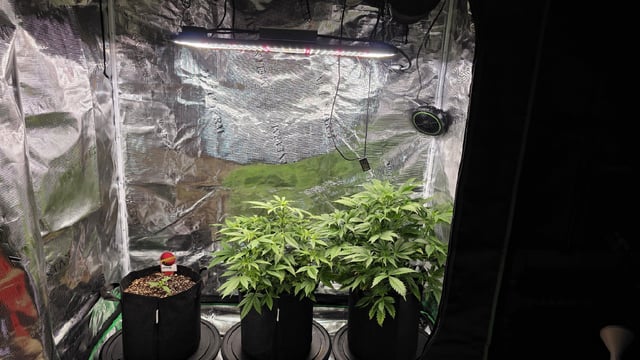 Sapphyre & Rockslide — flower, day 58