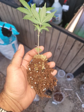 Ghetto Growing — flower, day 40