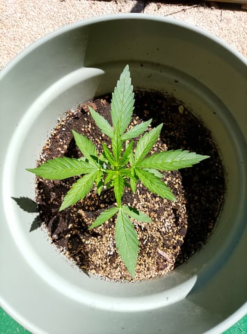 epsilon f1 — vegetative, day 7