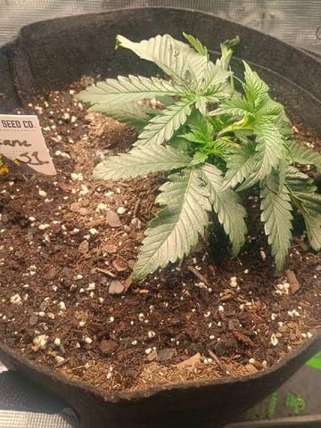 lil Slurry, first grow — vegetative, day 19