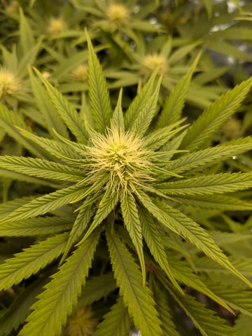 Perpetual Garden — flower, day 1