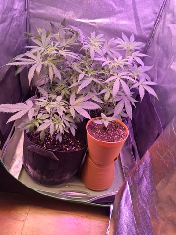 My Girls — flower, day 13
