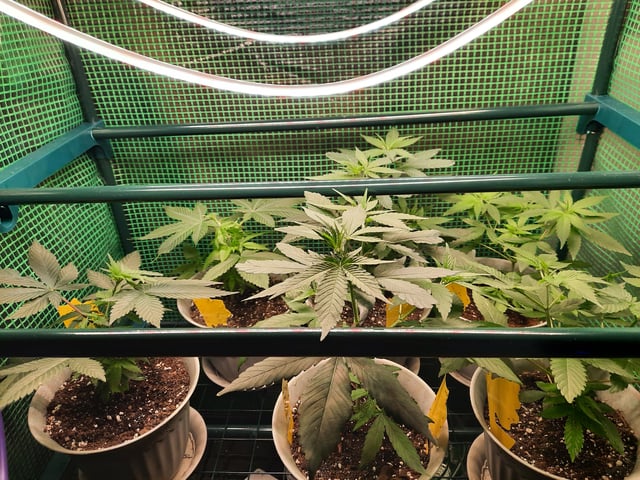 missing pieces — vegetative, day 43