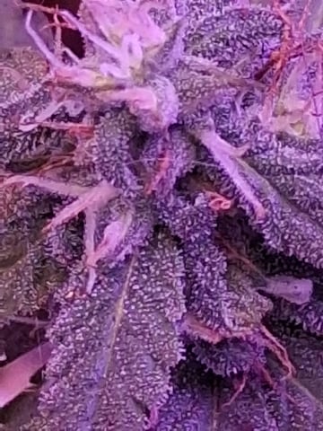 First Lagit Grow