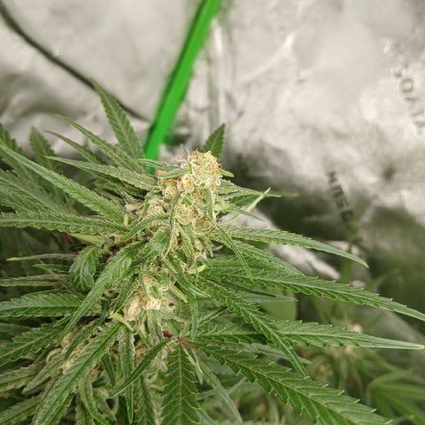 run #3 — flower, day 71