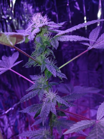 triangle kush  — flower, day 76