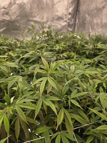 Dante's Inferno Rerun — flower, day 118