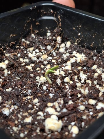 Astro cheese — germination, day 3