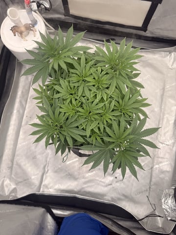 BloodMoon Gelato — vegetative, day 55