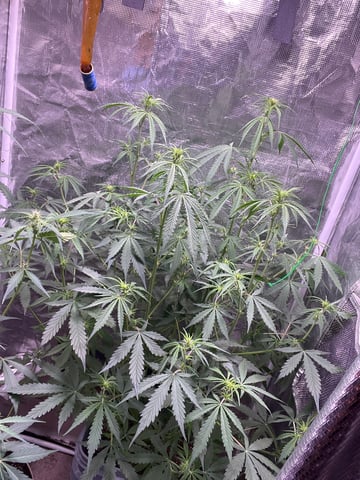 critical Mass  — flower, day 60