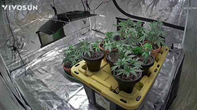 outdoor start/indoor 2025 — vegetative, day 45