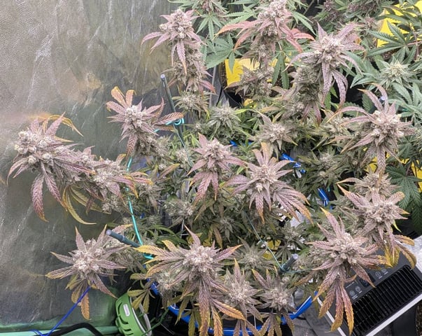 Mixed Grow — flower, day 100