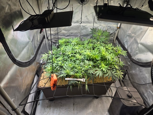 White rhino — flower, day 62