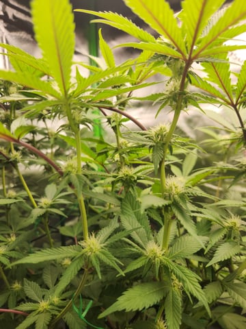 Fat Matt's 1st grow — flower, day 2