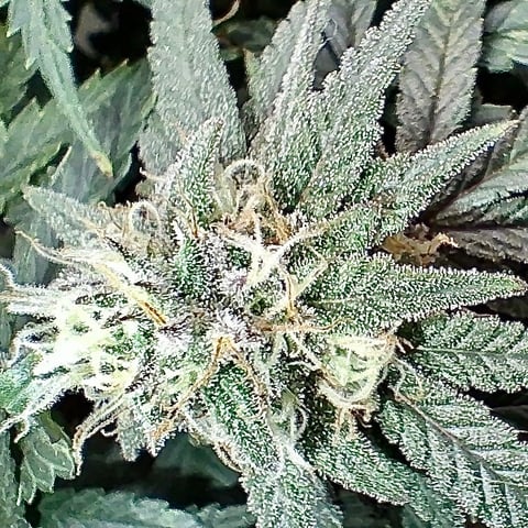 Round 2 — flower, day 57