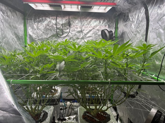 First Grow (Hydro) — flower, day 93