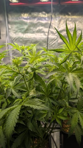 Grow 3 — vegetative, day 47