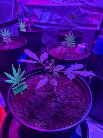 Oklagrow — grow_setup, day 4