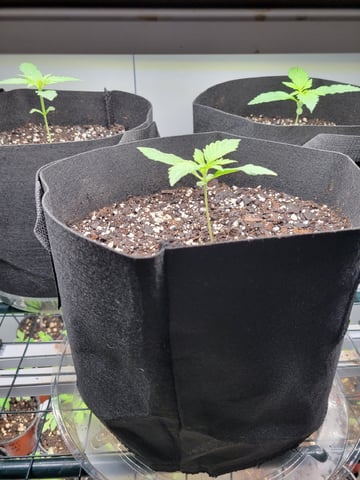 Watermelon Auto — vegetative, day 14