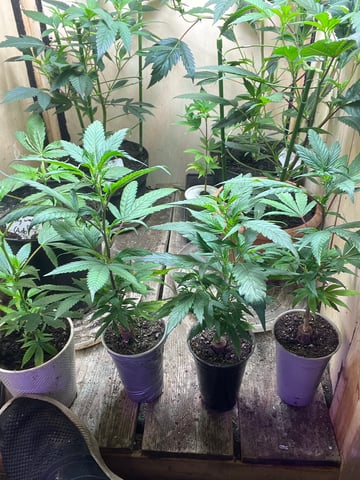 Cherry Pie clones (2nd run)