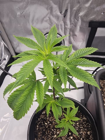 First Grow