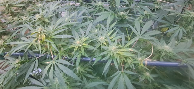 1st grow (green house)(natural) — flower, day 91