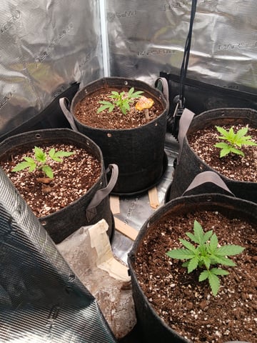 HP CC — vegetative, day 21