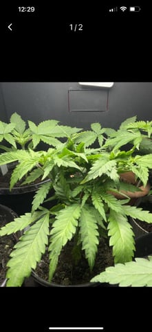  strawberry cough  — vegetative, day 35