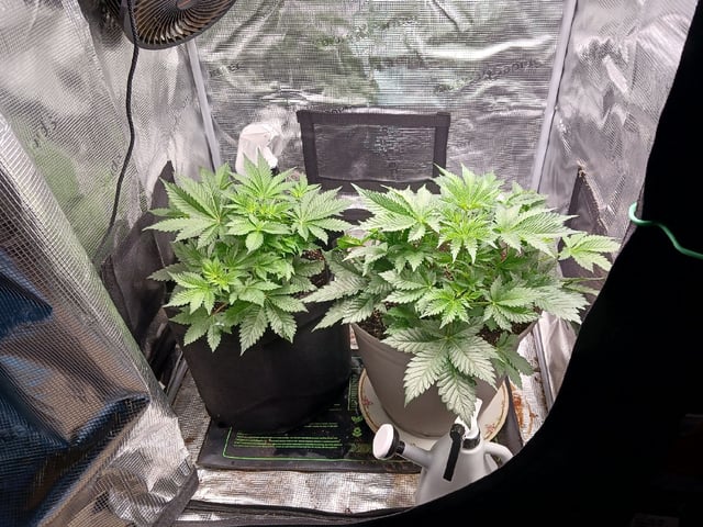 9lbhammer feminized  — flower, day 28