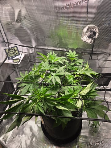 Northern lights #10 (Alaska) — flower, day 37