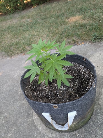 Gorilla Cookies Auto — vegetative, day 30