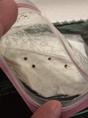 My first batch of medication — germination, day 7