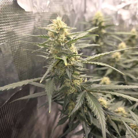 Purple Haze Auto — flower, day 67