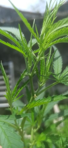 Prentwins — flower, day 116