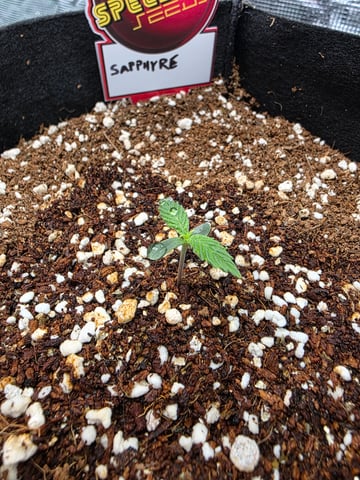 Sapphyre & Rockslide — seedling_rooting, day 4