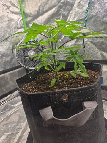 First grow — seedling_rooting, day 28