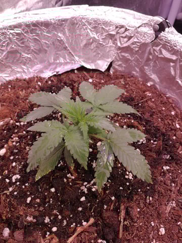 AWC  — vegetative, day 26