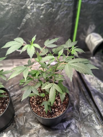 S&D  First Grow — vegetative, day 10