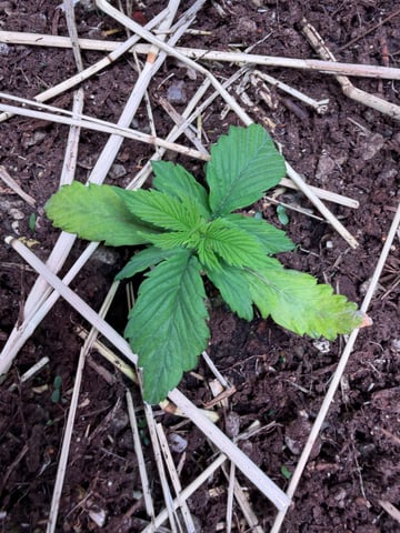 1.75 — vegetative, day 21