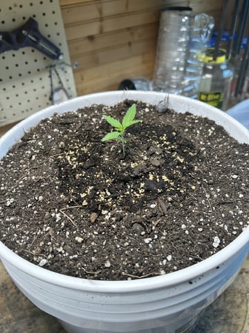 Season 2 — seedling_rooting, day 17