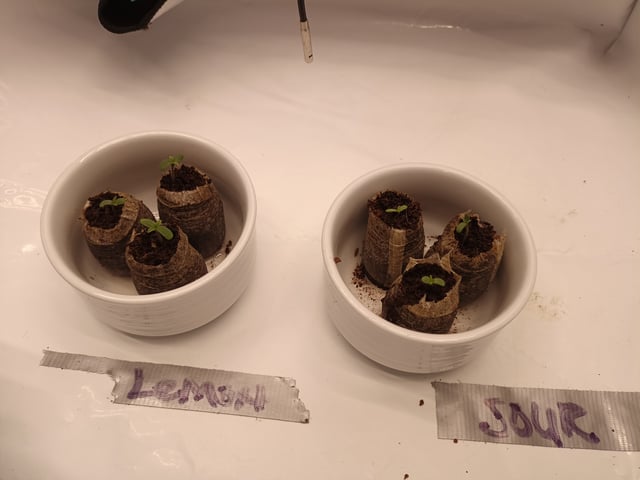 Last girls got kicked. — germination, day 1