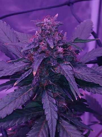 CountryG  — seedling_rooting, day 64