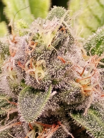 Dirty Bird - Thousand Island Fem & Platinum Kush Breath Remix x Grape Cakehead Fem Photo  — harvest, day 121