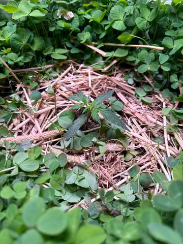 510 First Run! — vegetative, day 24