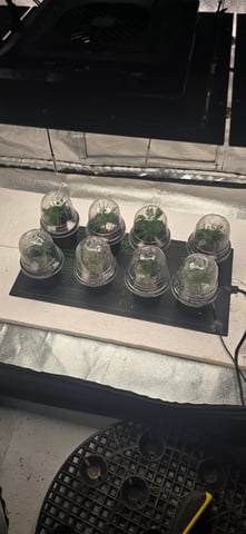 This grow may be interesting! — vegetative, day 87