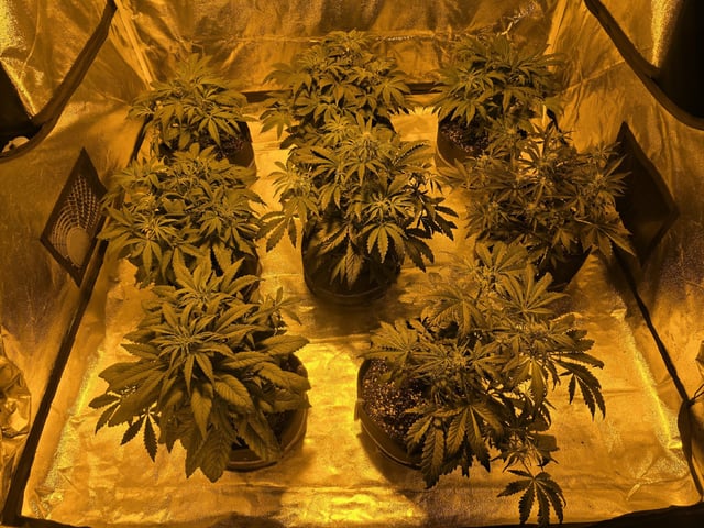 Autos AGAIN — vegetative, day 41