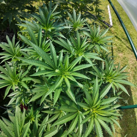 Hindu Kush — flower, day 4