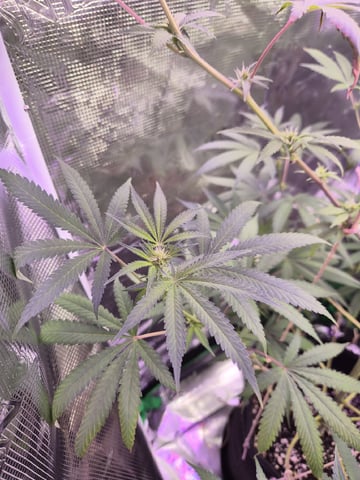 Kalini Asia Auto  — flower, day 28